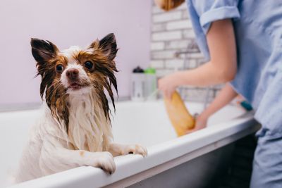 Pet Grooming and Pet Sitting Insurance in Ocean Springs, MS by MRG Insurance Services, LLC