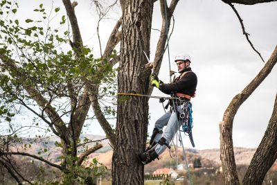 Tree Trimming Insurance in Ocean Springs, MS by MRG Insurance Services, LLC